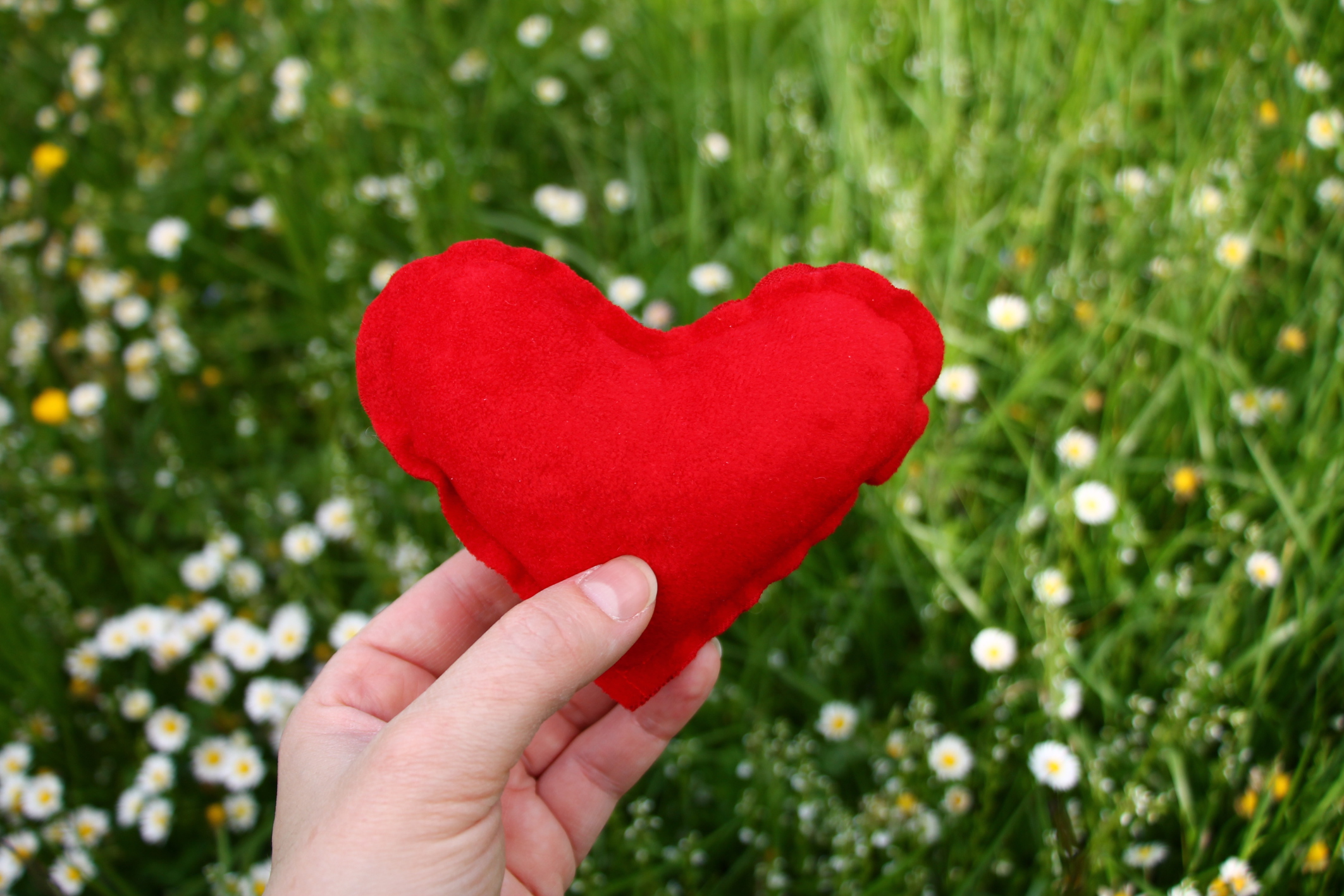 Red heart in woman's hand with grass in background